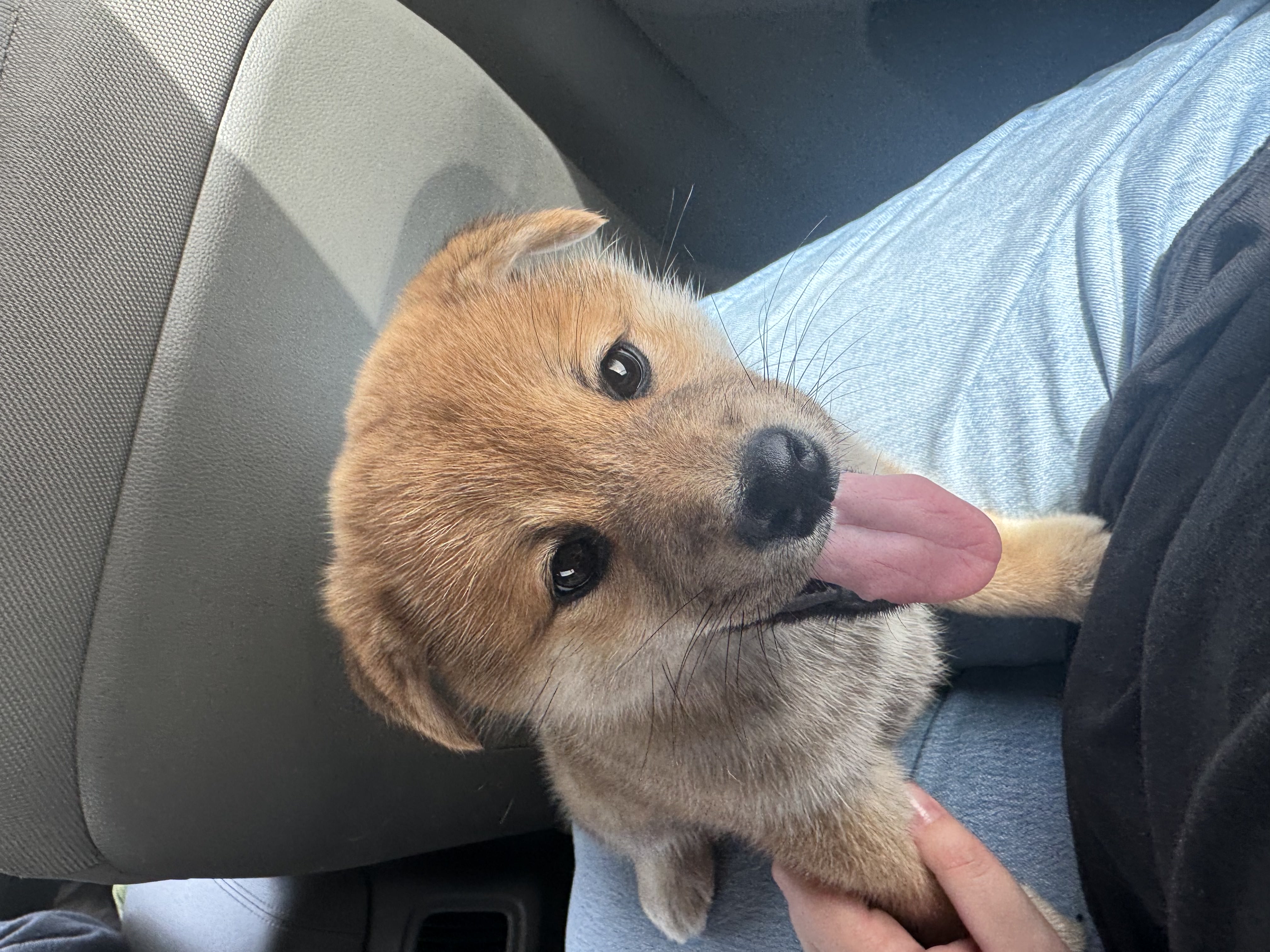 Nikko