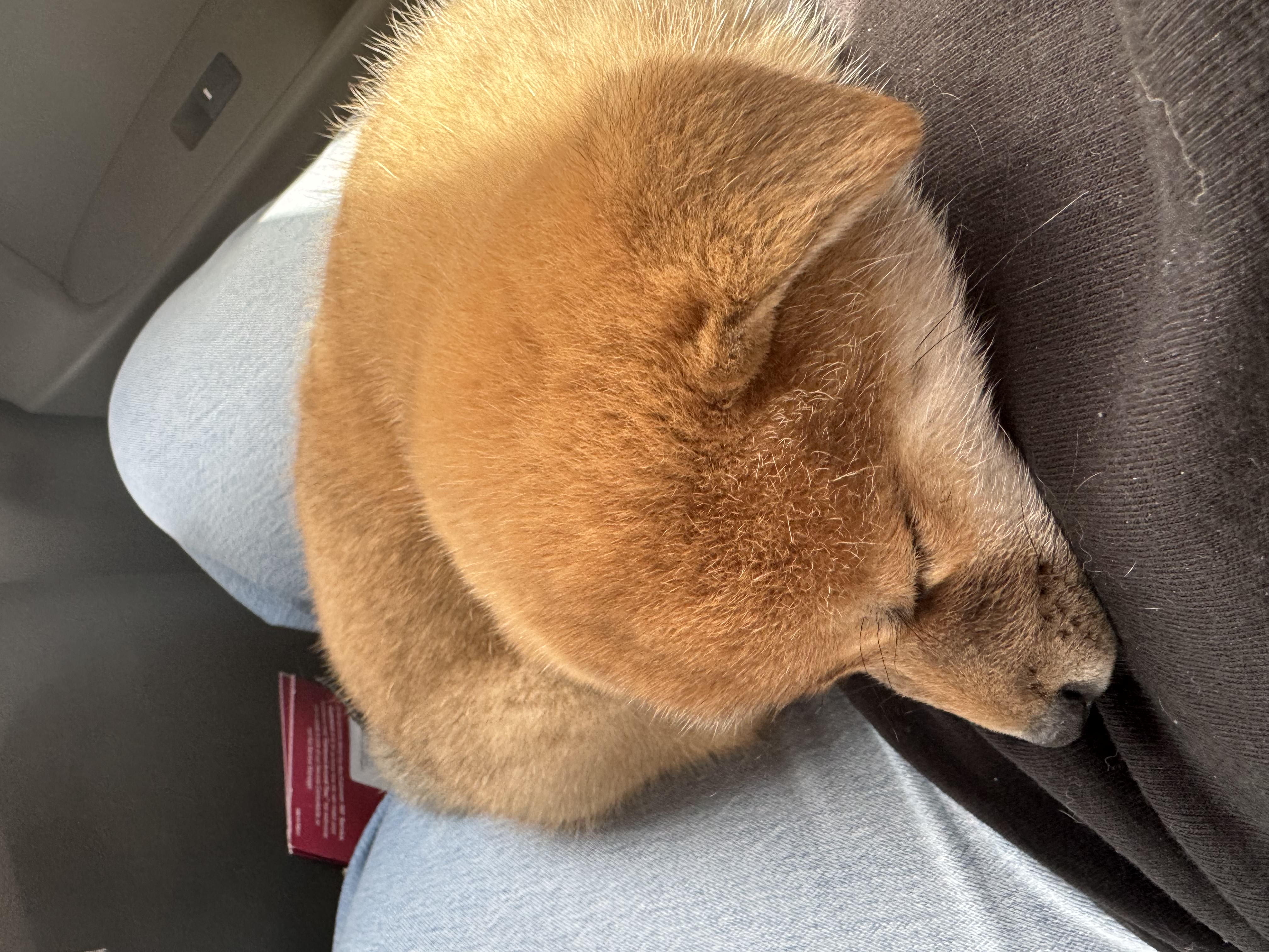Nikko