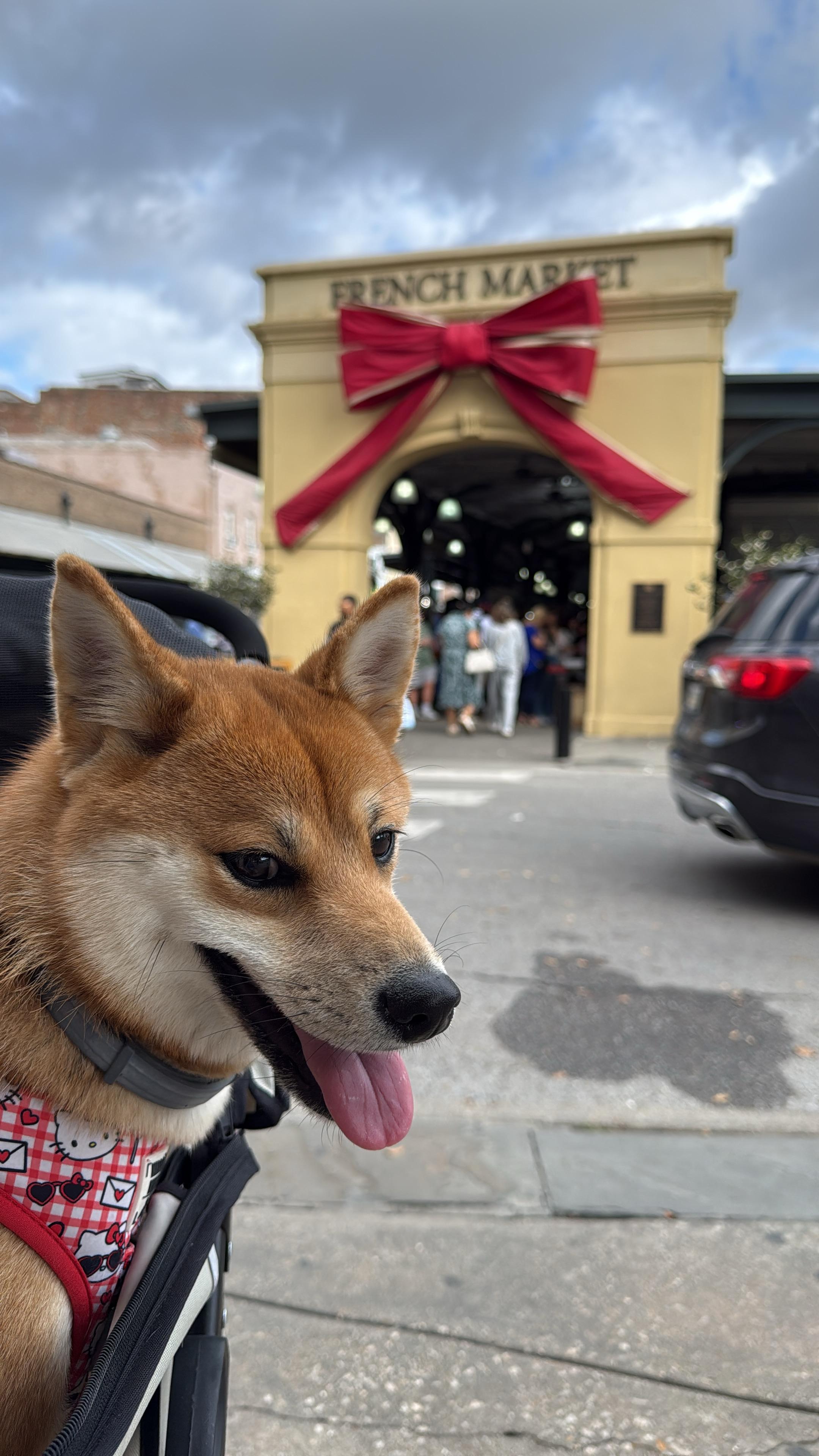 Nikko at the French Market